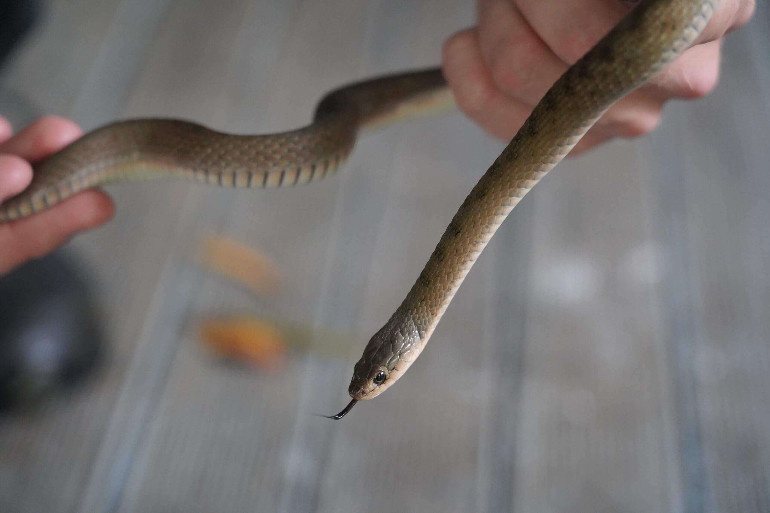 Lesser Black Whip Snake being held