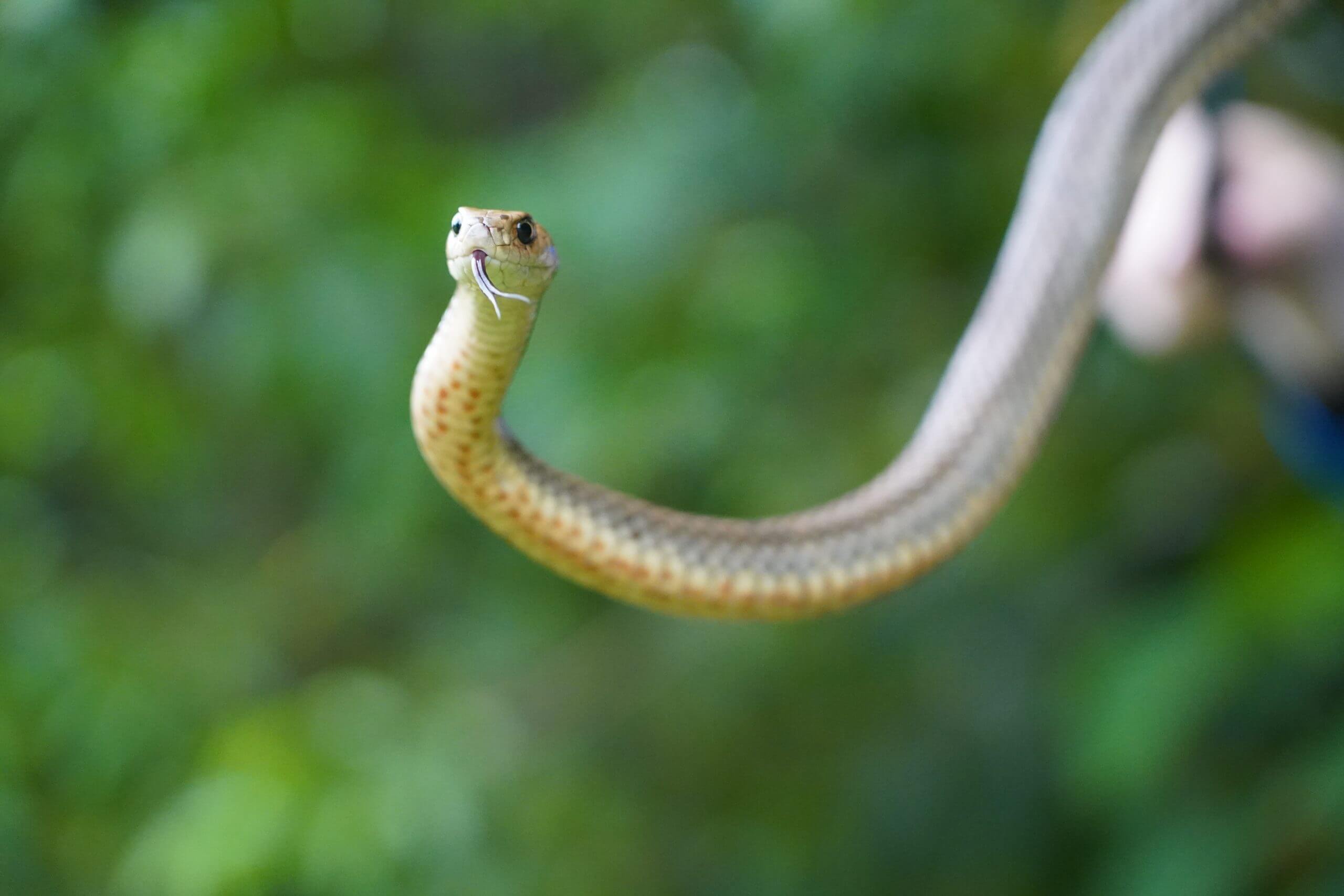 Eastern Brown snake looking with tongue out