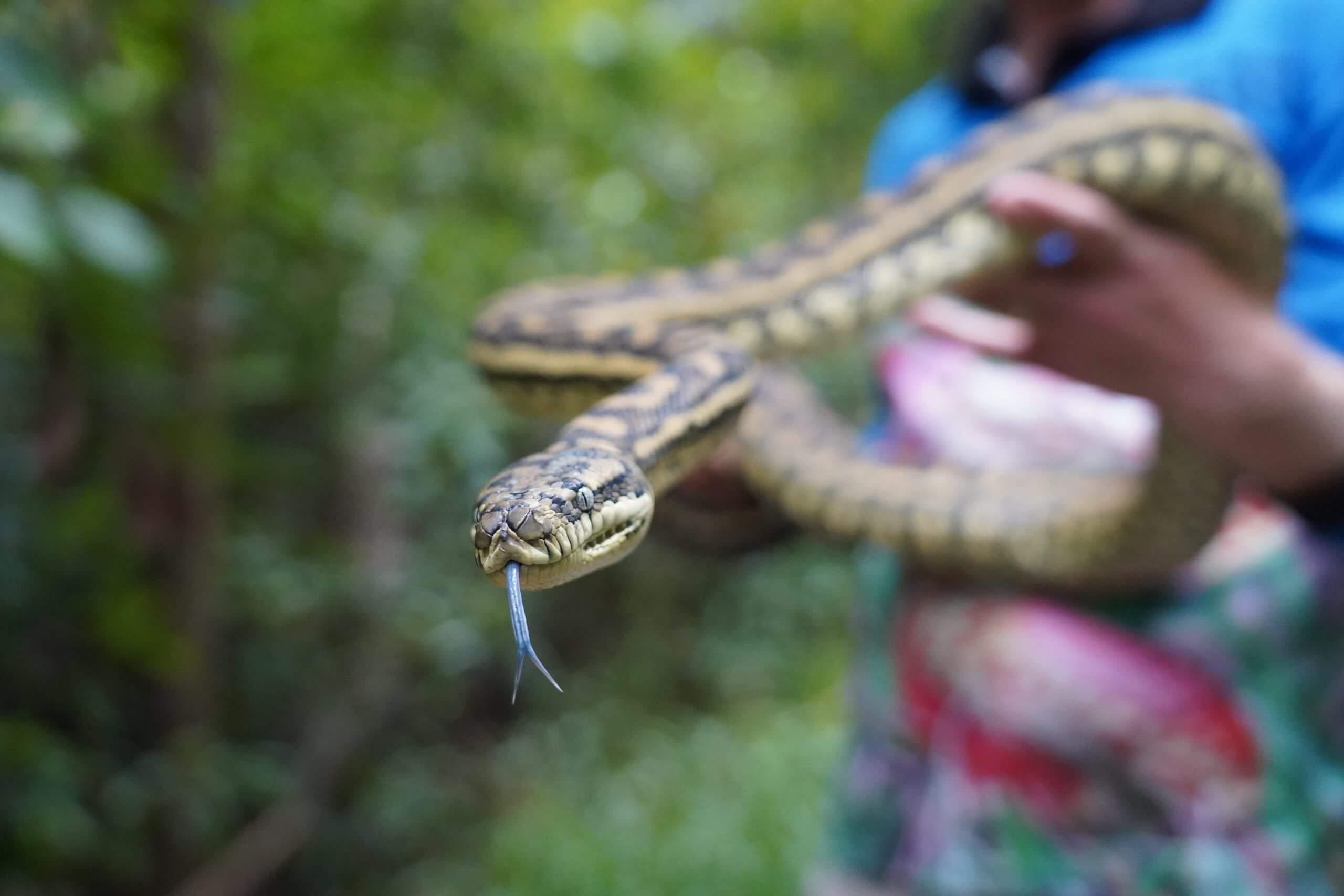 Coastal Carpet Python with tongue out