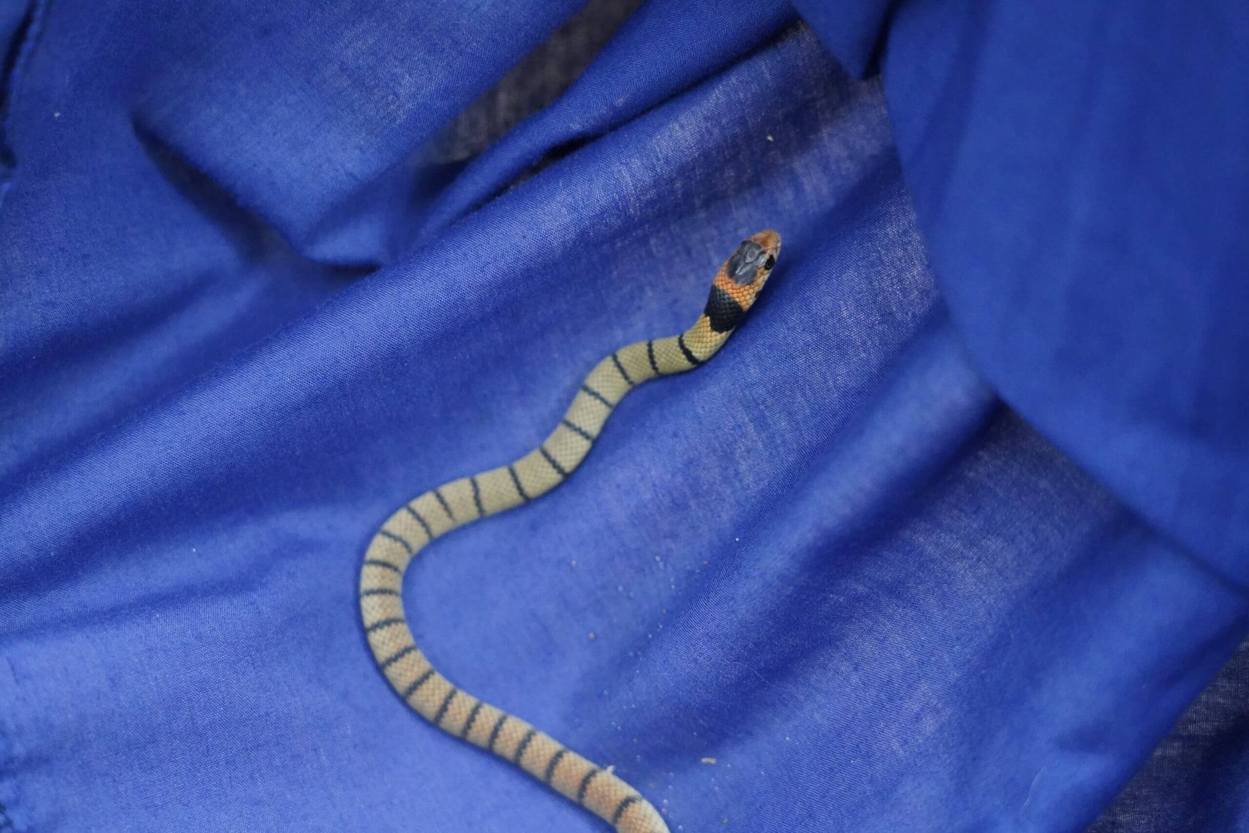 Eastern Brown Snake in Snake Bag