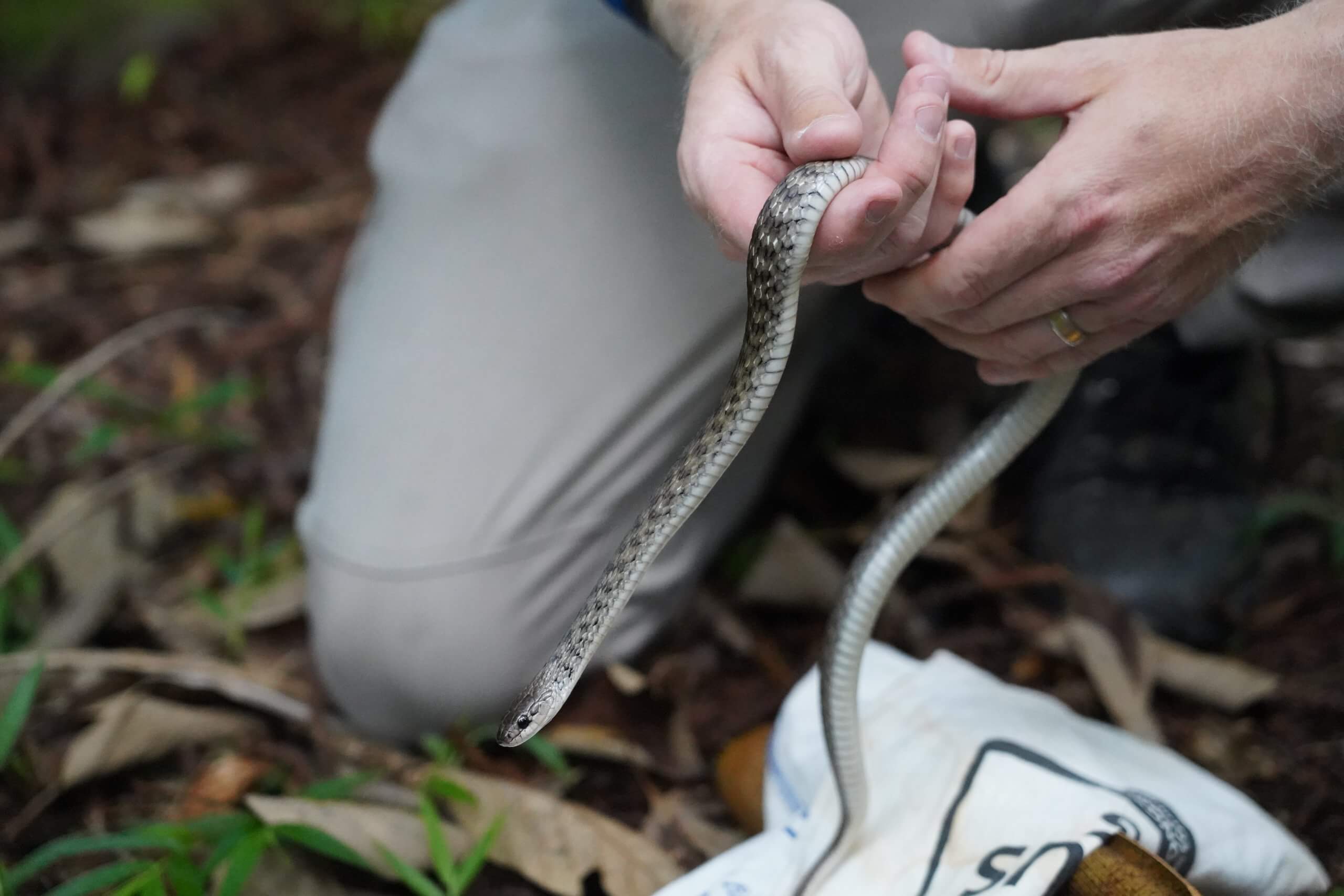 Keelback Snake being held