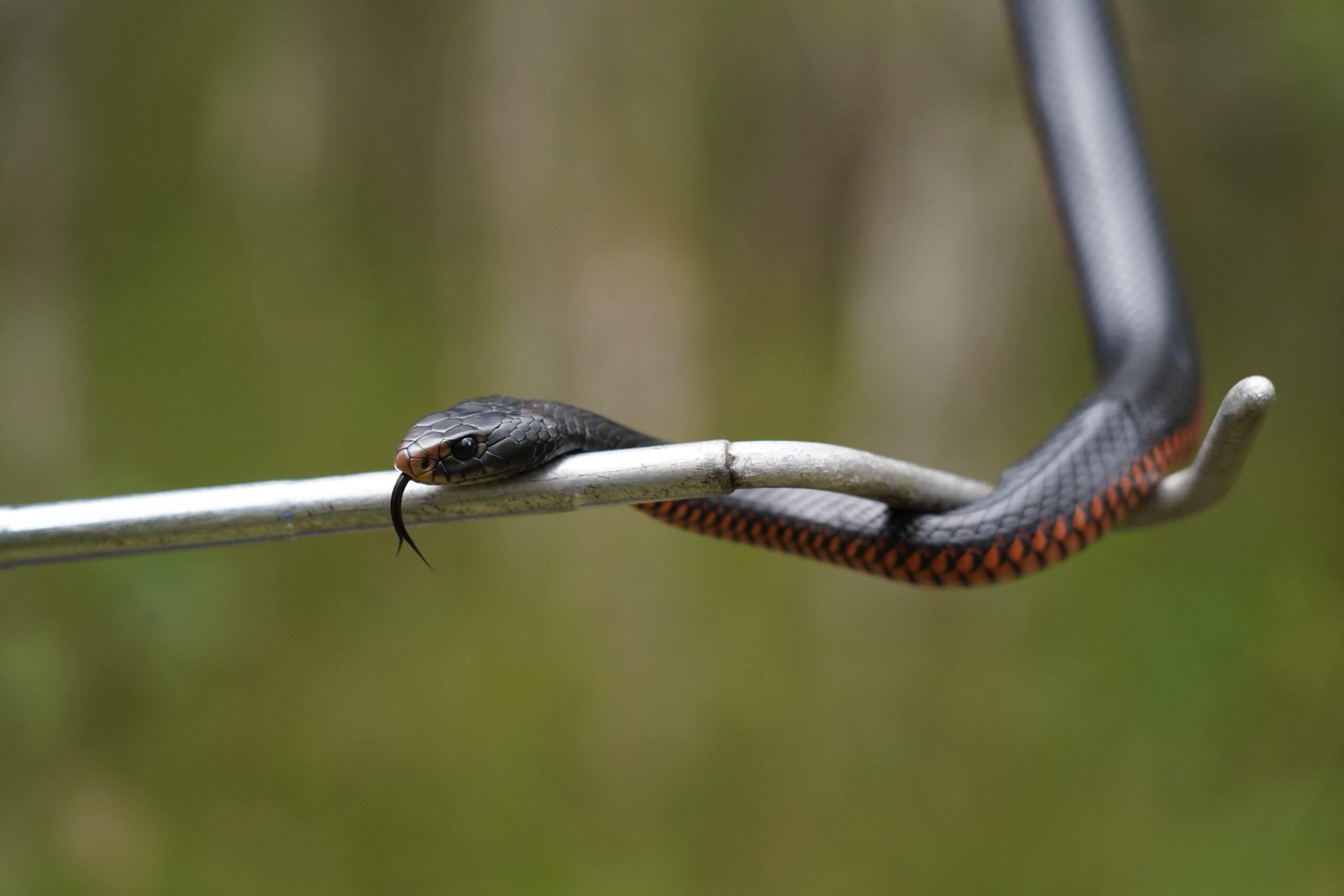 Red Bellied Black Snake on Snake Hook