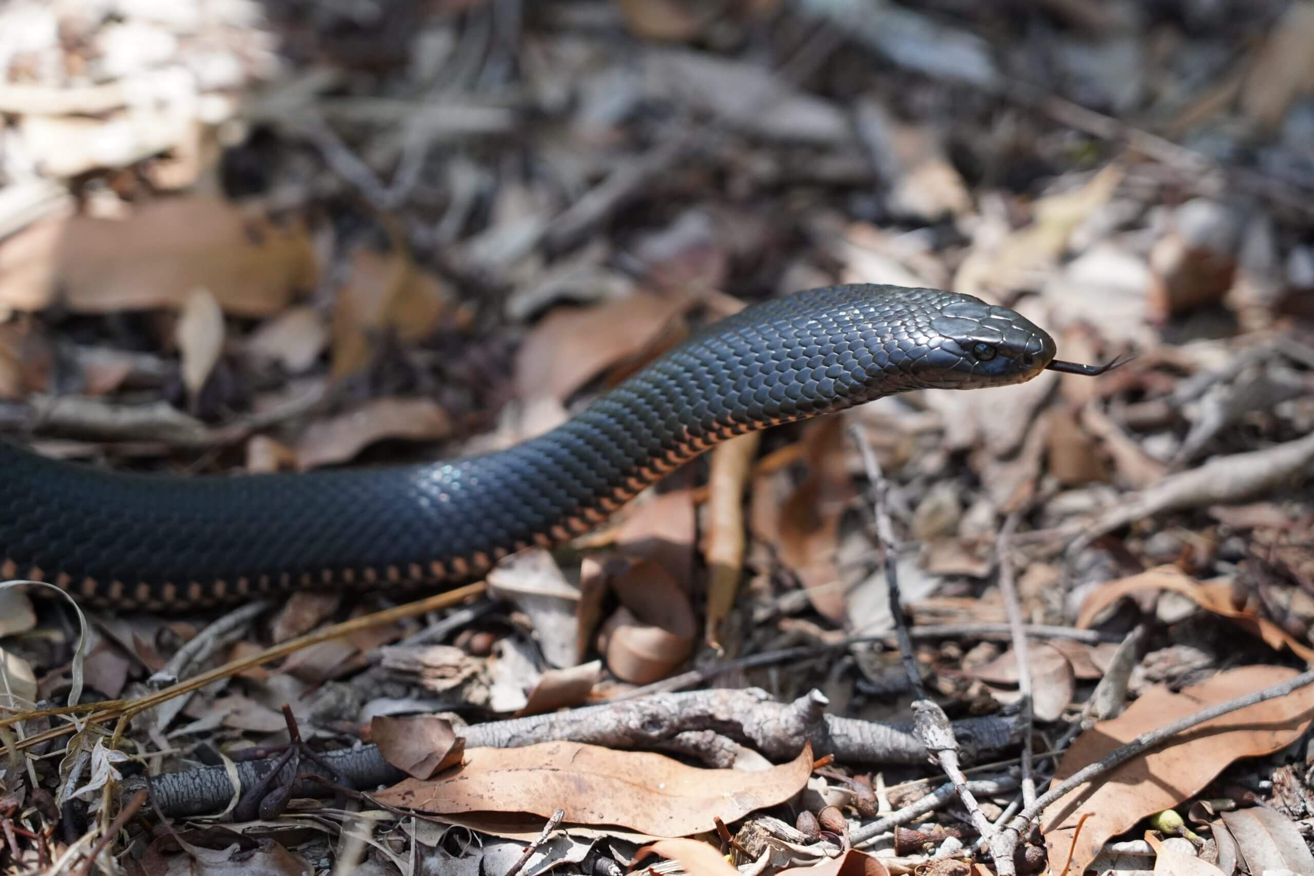 Red Bellied Black Snake moving over dry leaves