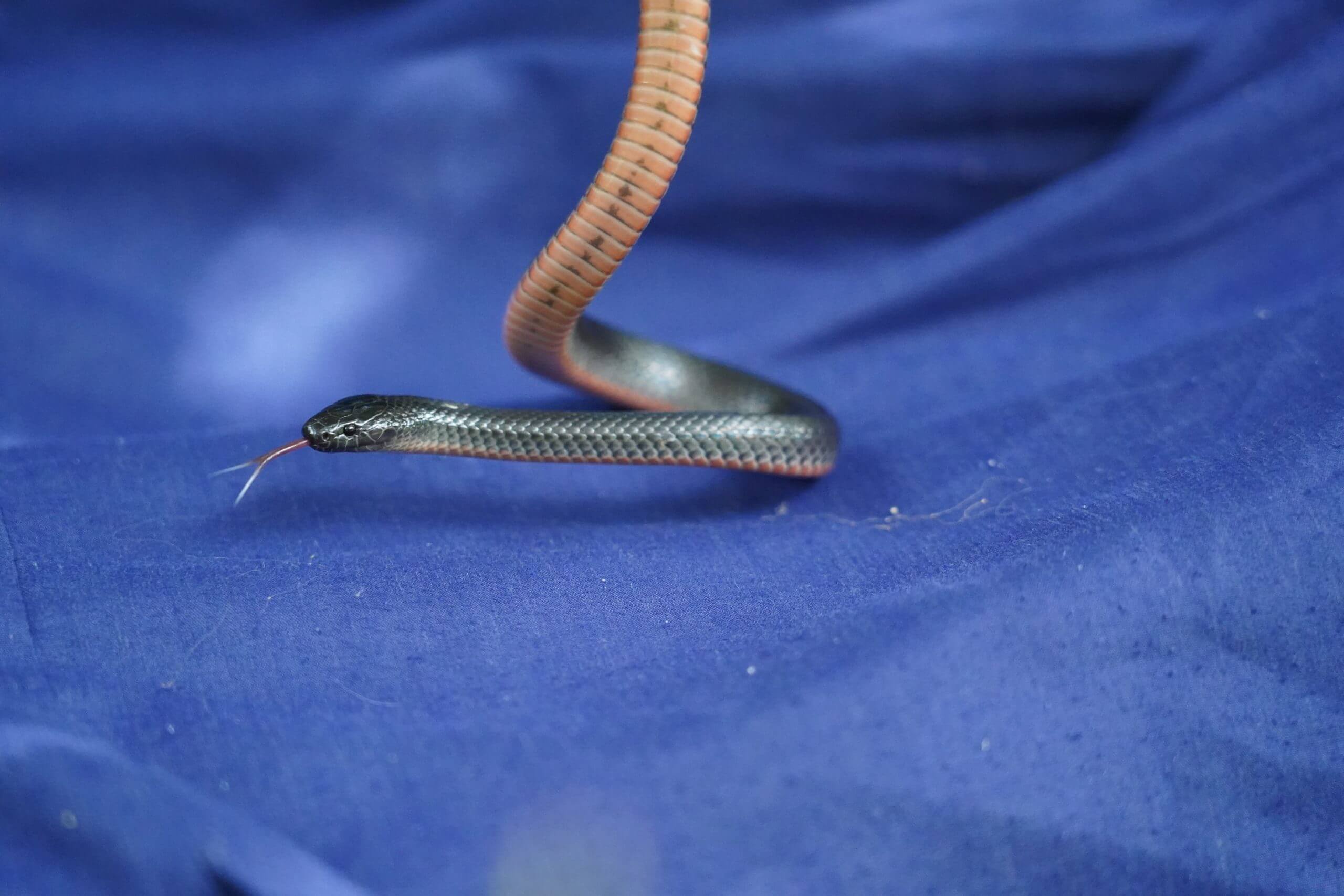 Eastern Small Eyed Snake on Snake Sack