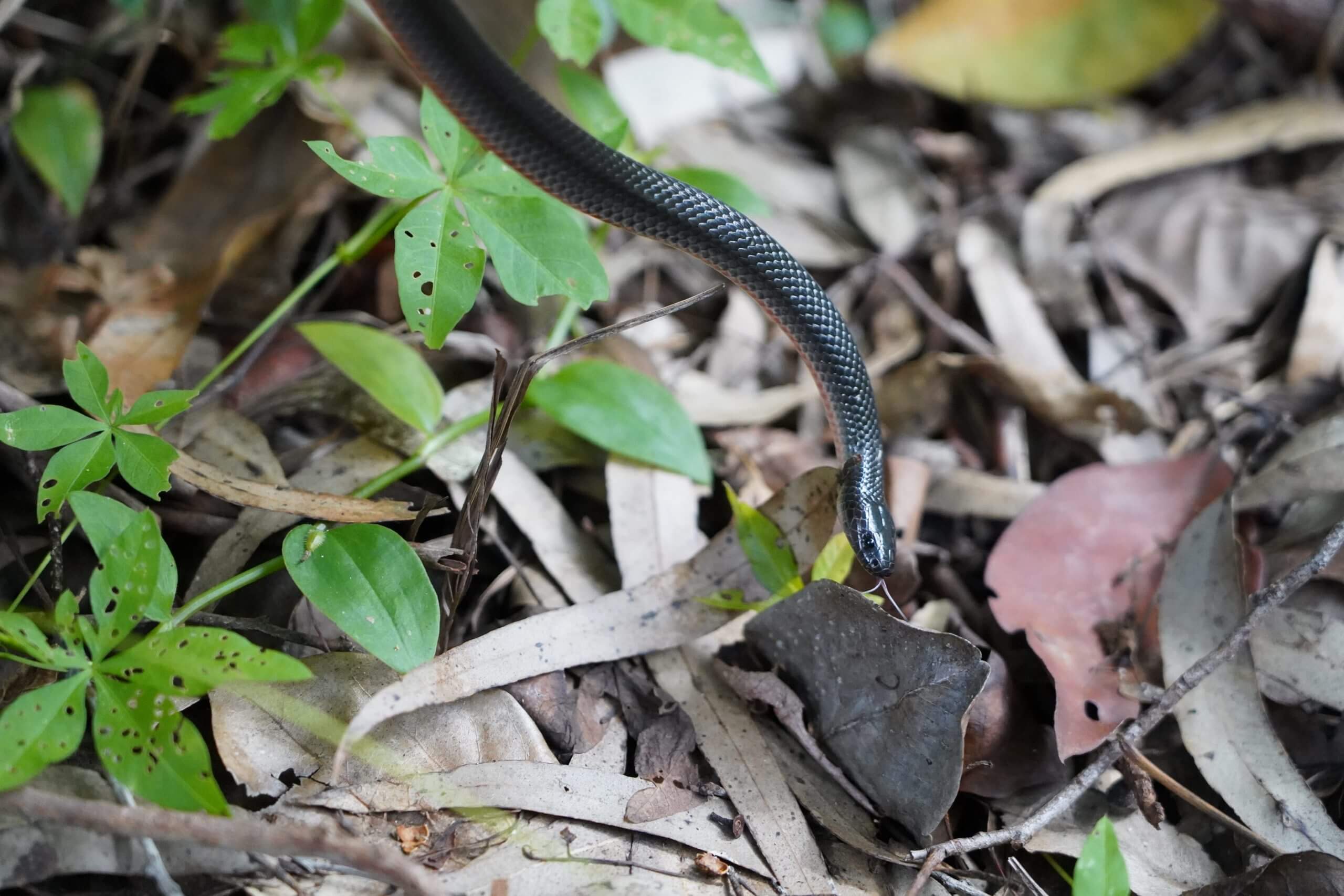 Eastern Small Eyed Snake in Scrub