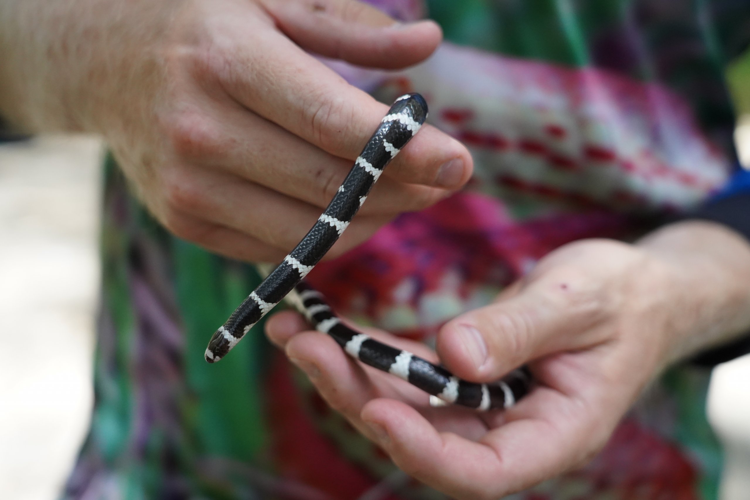 Bandy Bandy Snake held by Snake Catcher