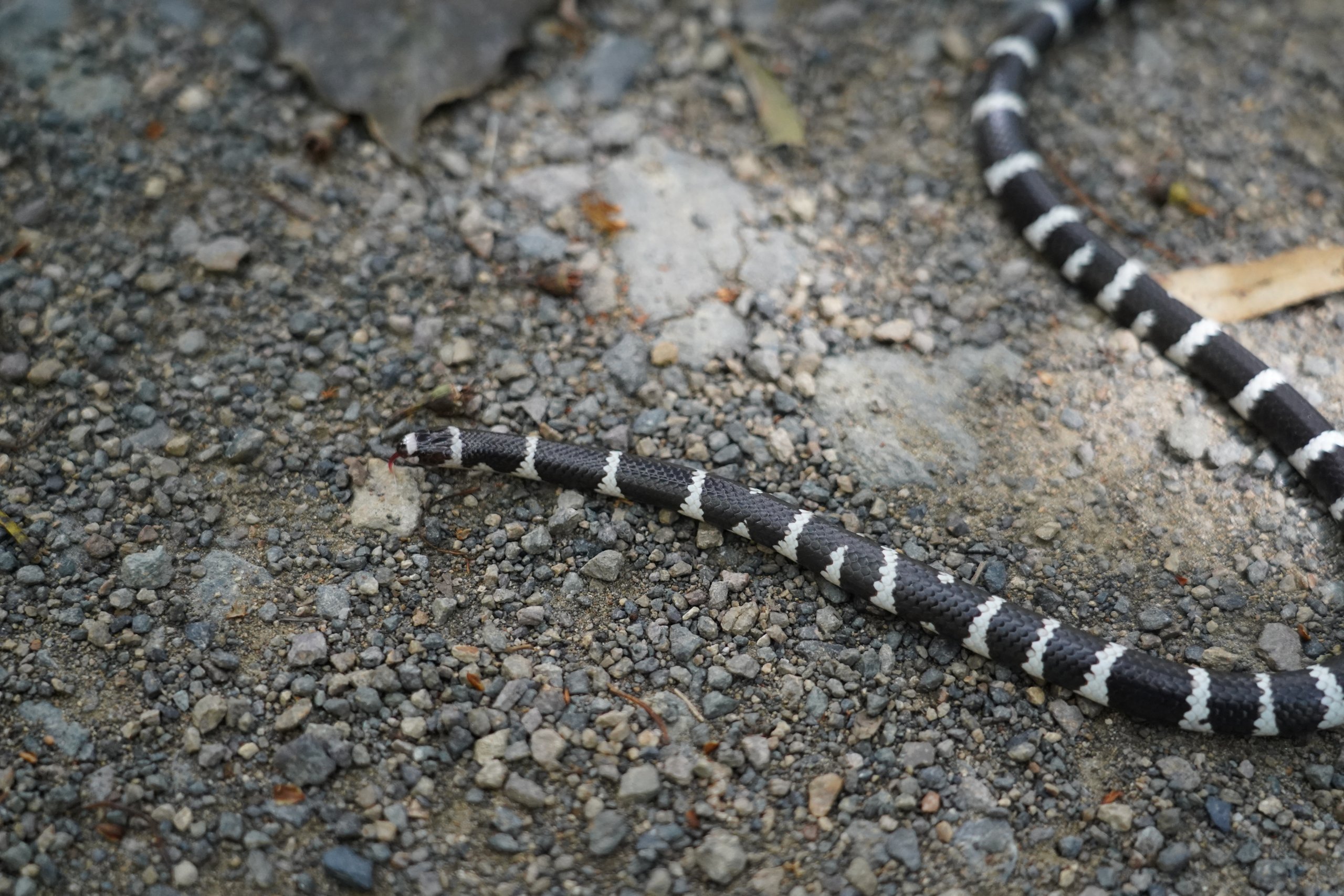 Bandy Bandy Snake on gravel