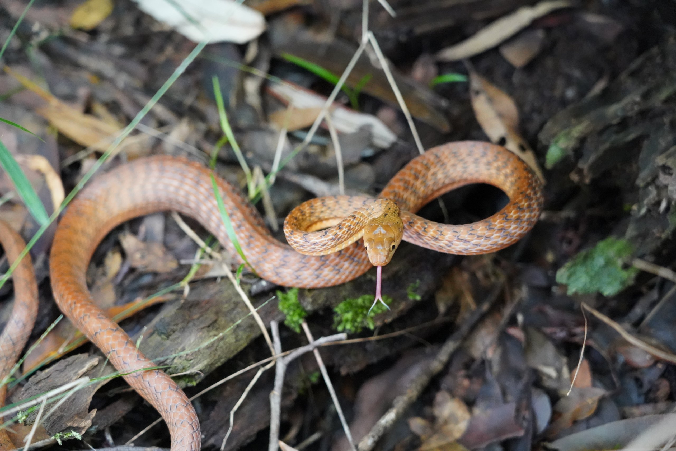 brown baby snake identification