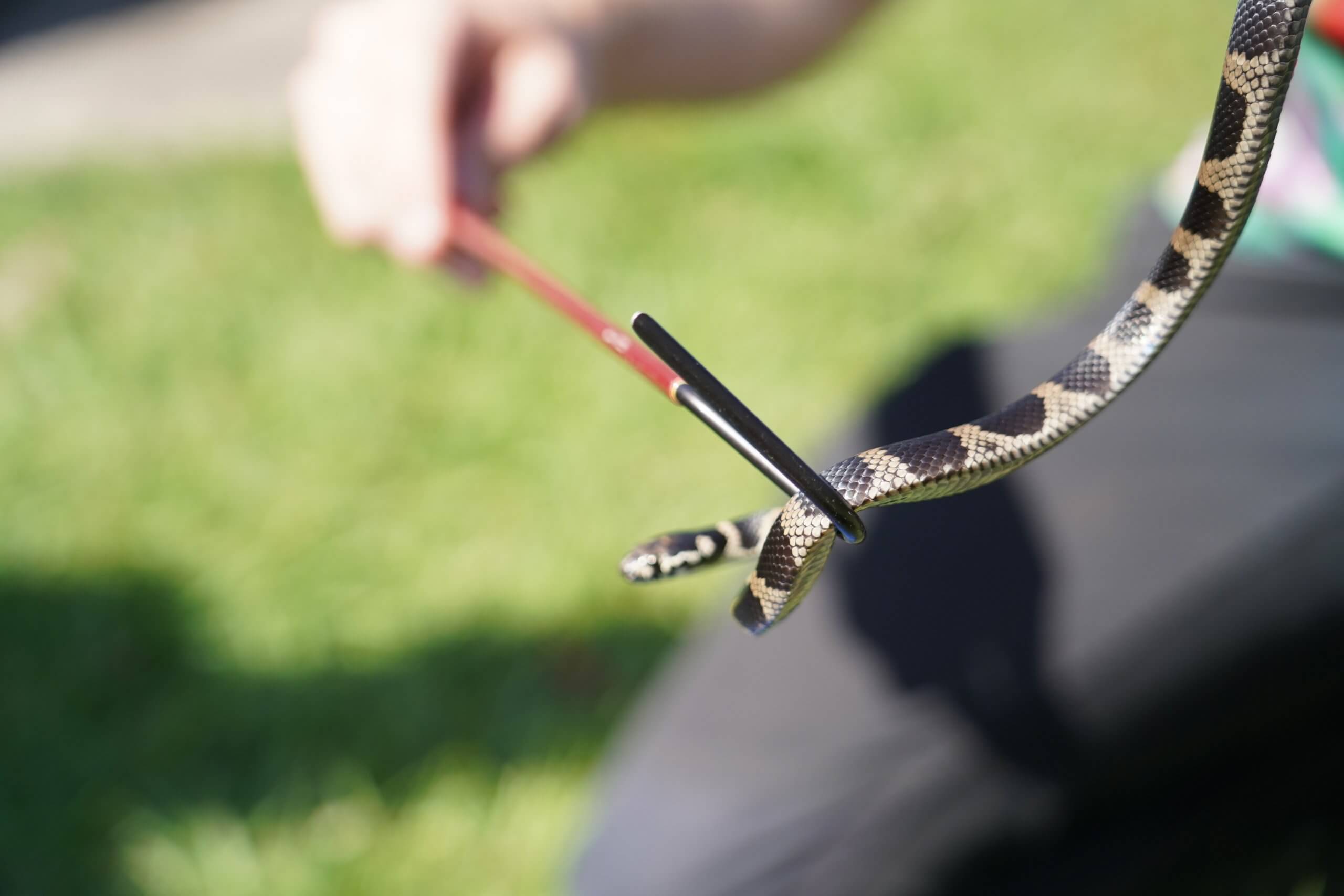 Stephen's Banded Snake held by catcher