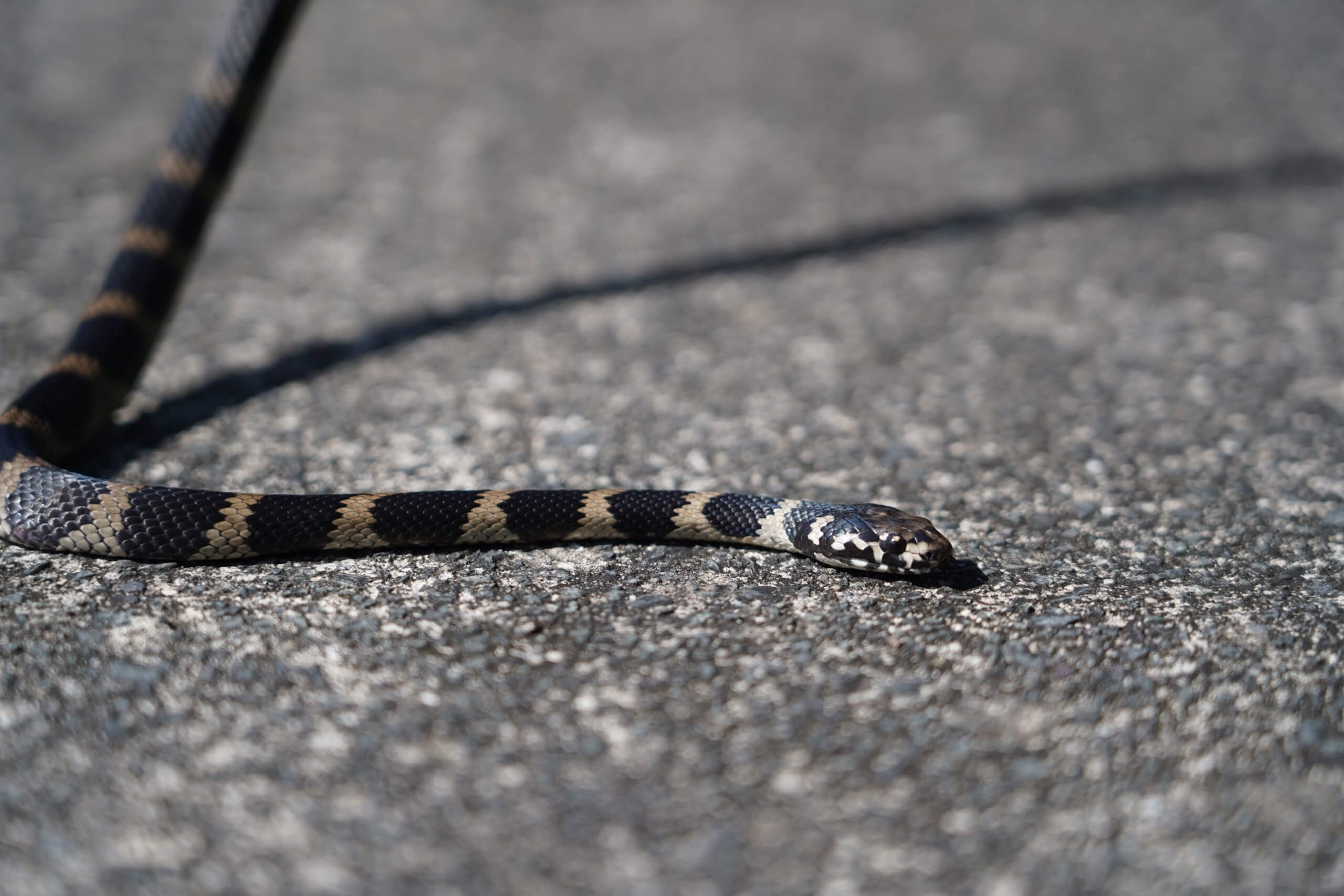 Stephen's Banded Snake on Gravel