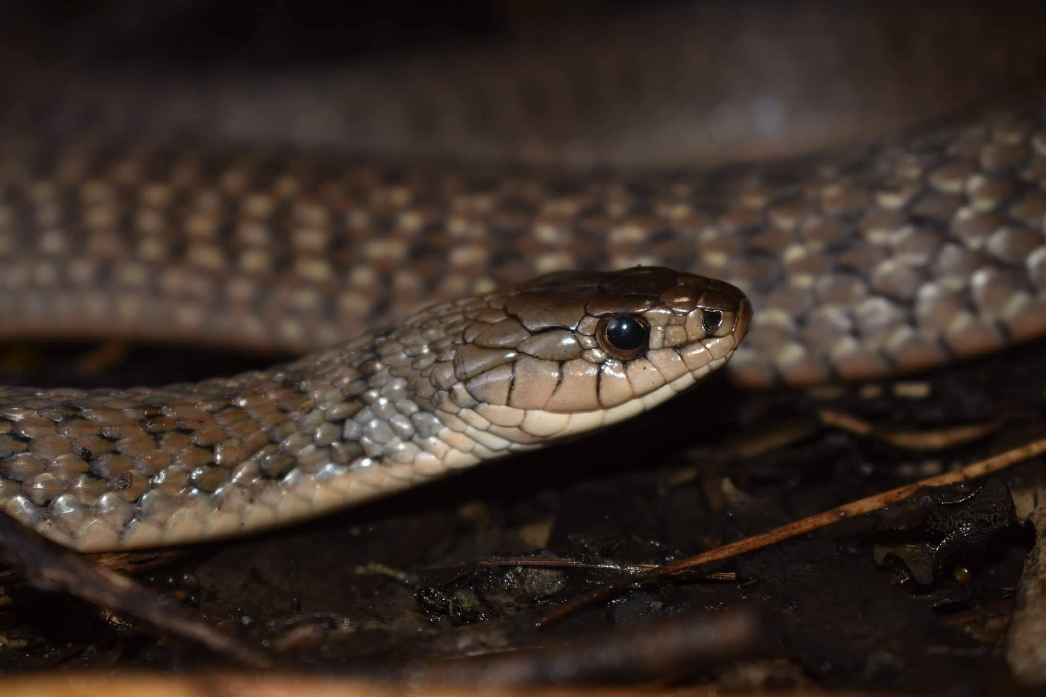 Keelback