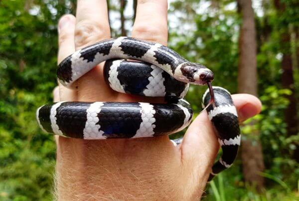 Bandy Bandy Snake