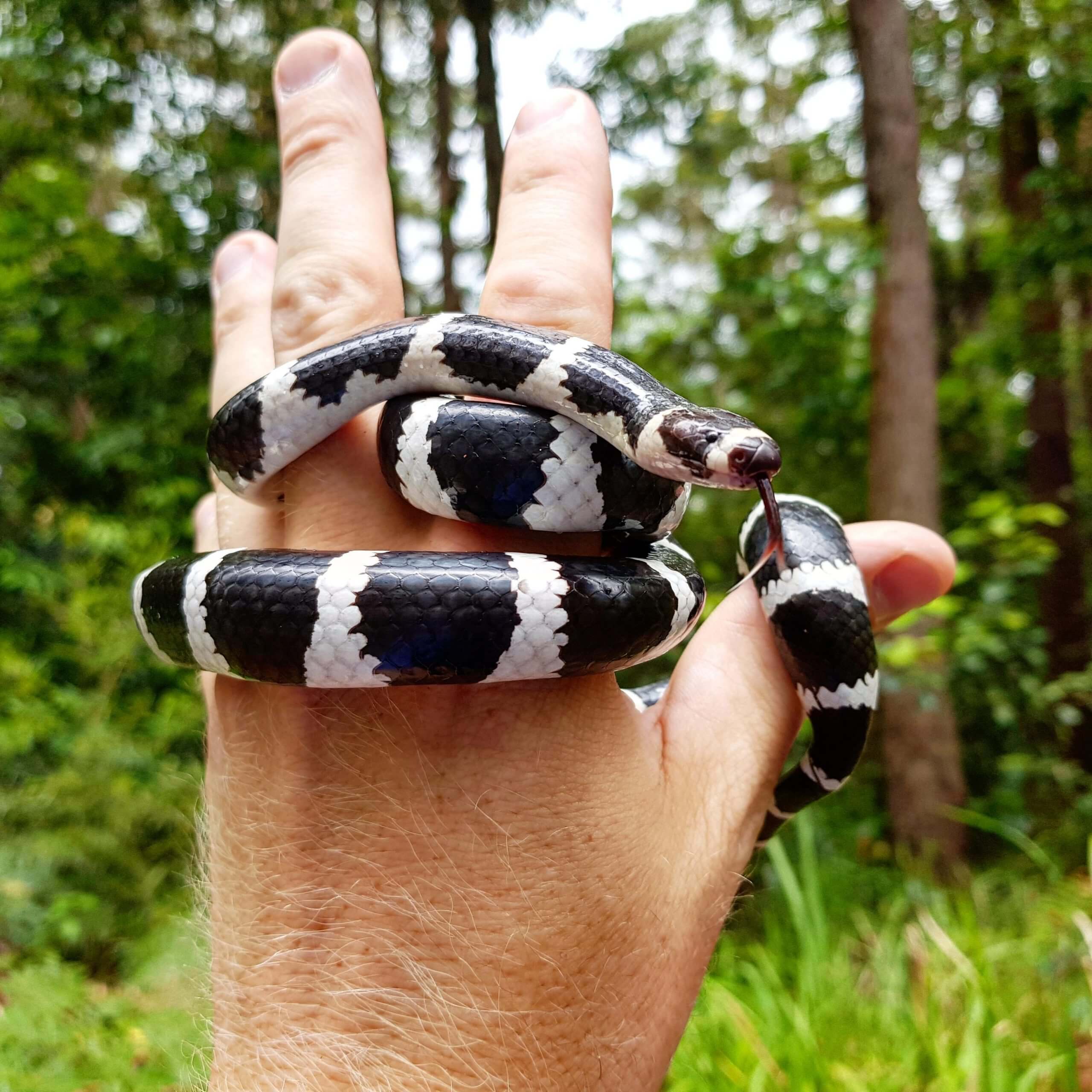 Bandy Bandy Snake