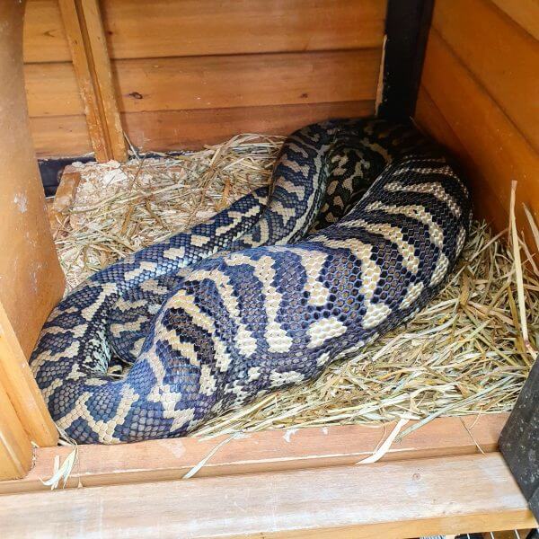 Coastal Carpet Python Snake Portfolio The Snake Catcher 24/7