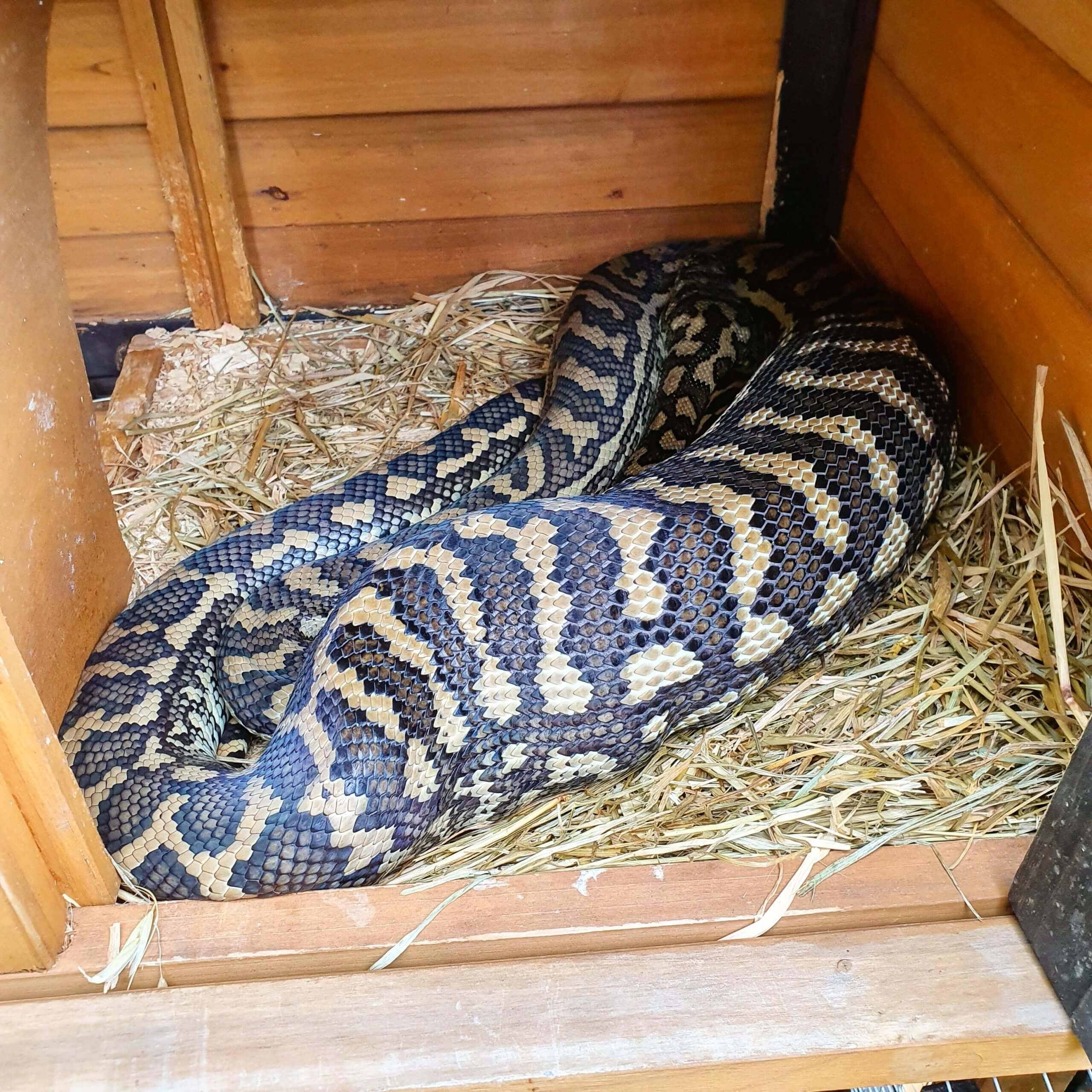 Coastal Carpet Python in Animal House