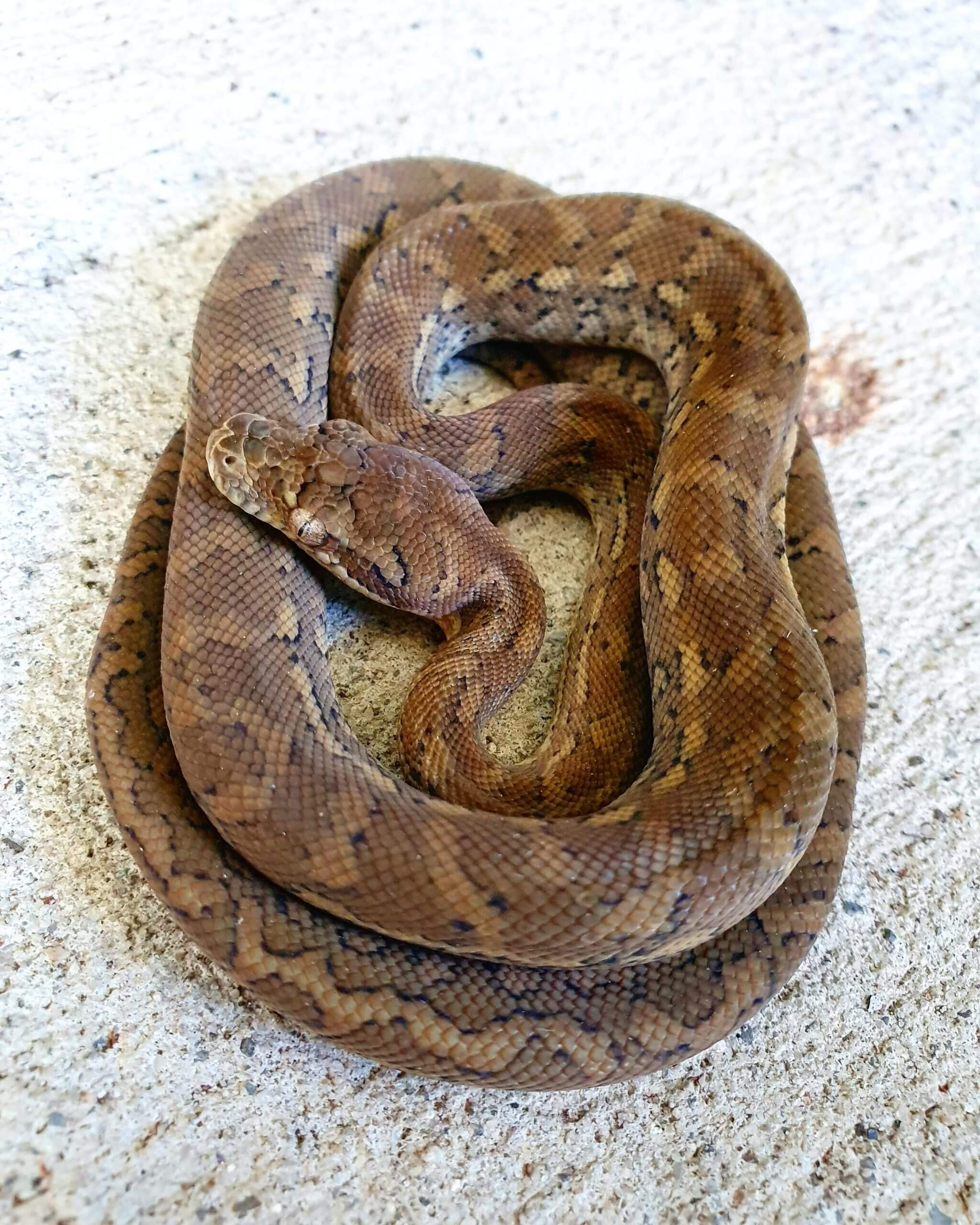 Coastal Carpet Python Curled Up