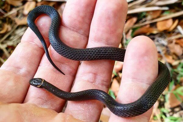 Dwarf-Crowned Snake