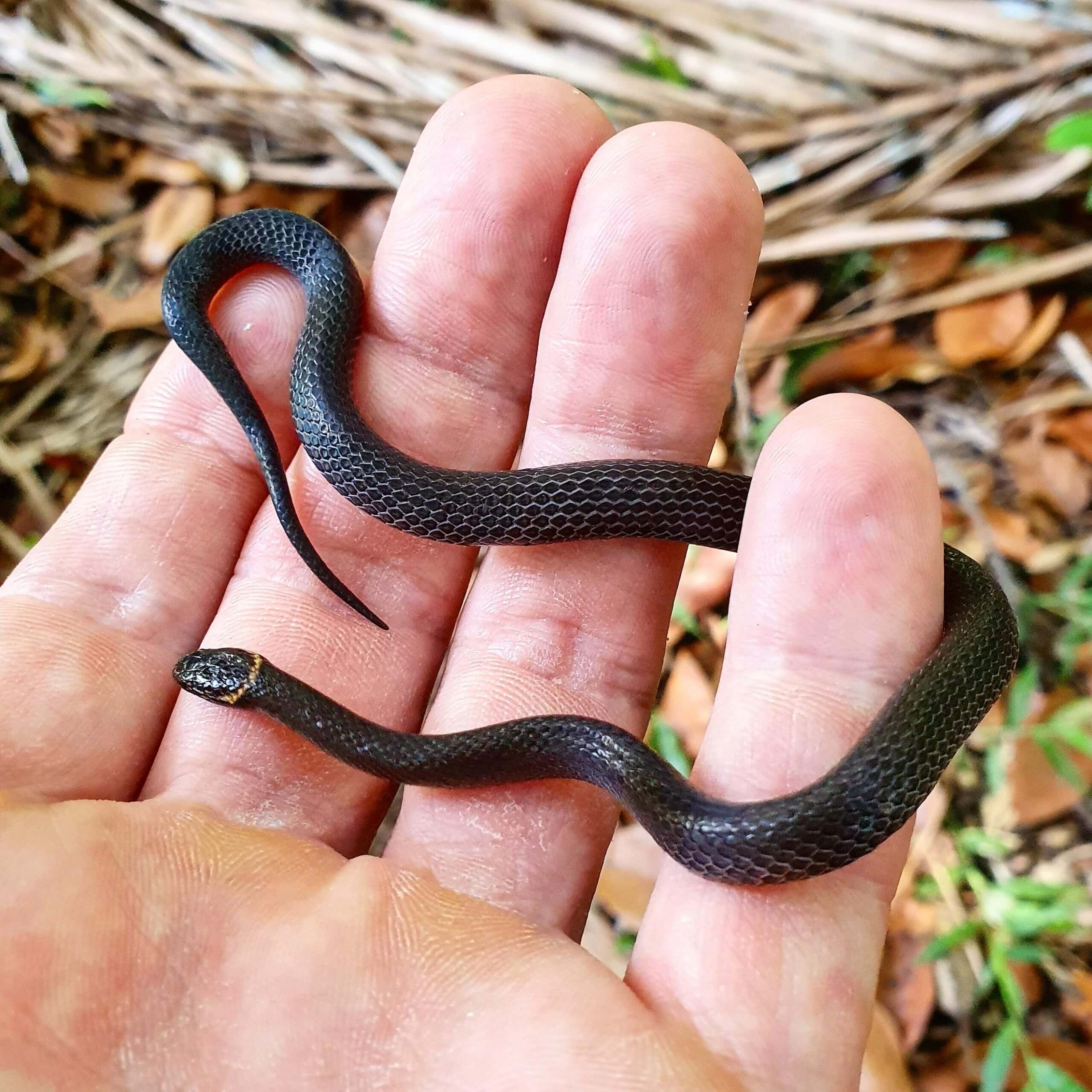 Dwarf-Crowned Snake