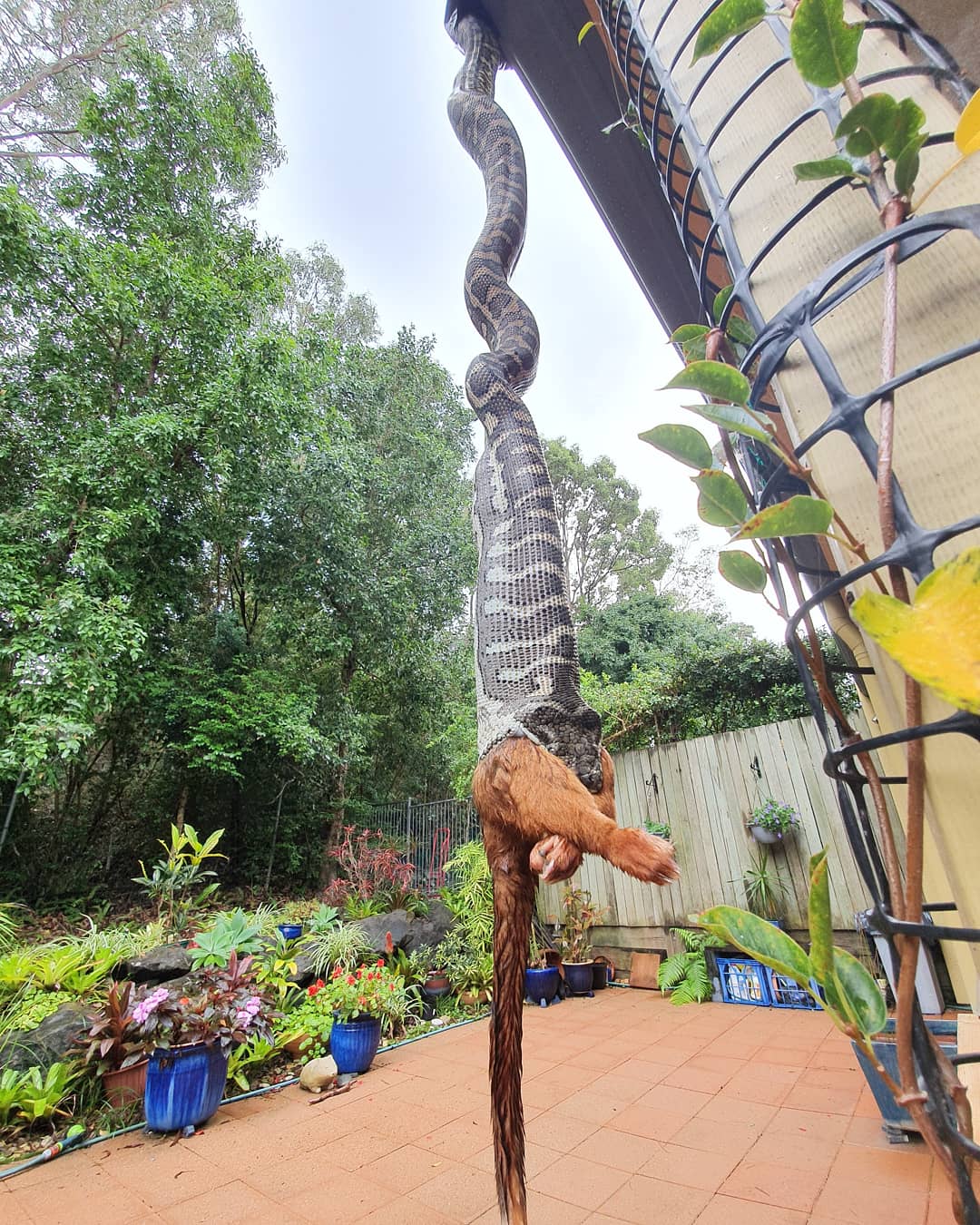 Coastal Carpet Python Eating Mammal