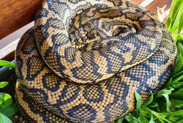 Coastal Carpet Python