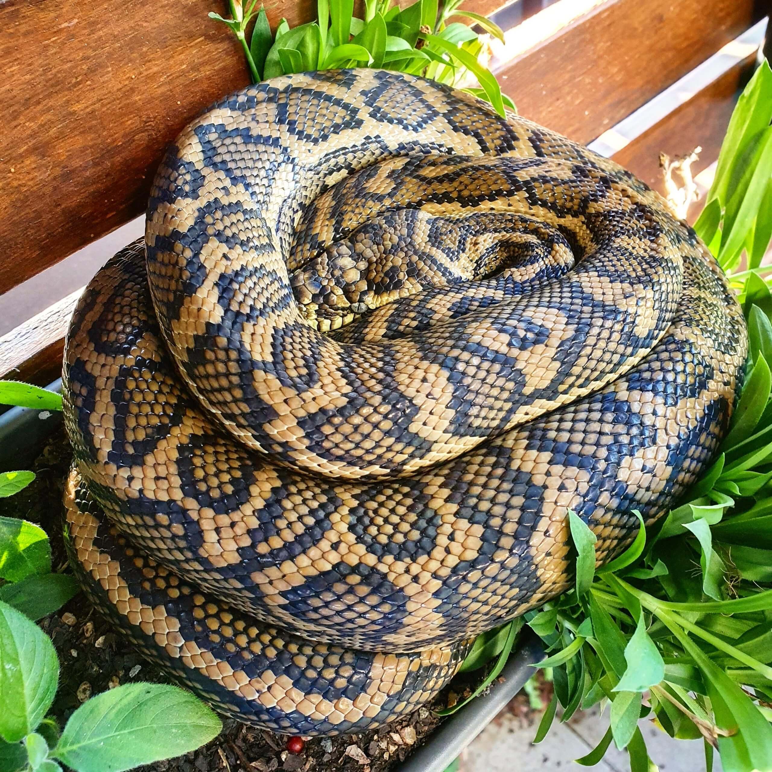 Coastal Carpet Python