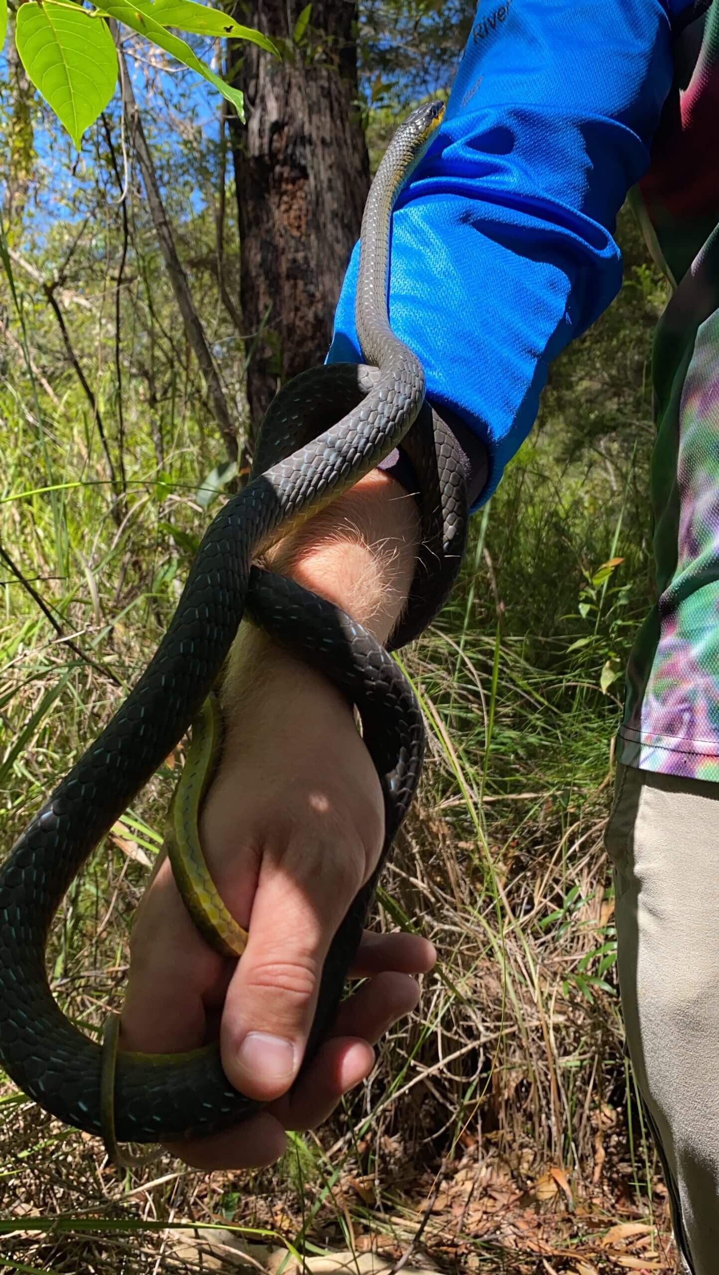 Common Tree Snake wrapped on arm