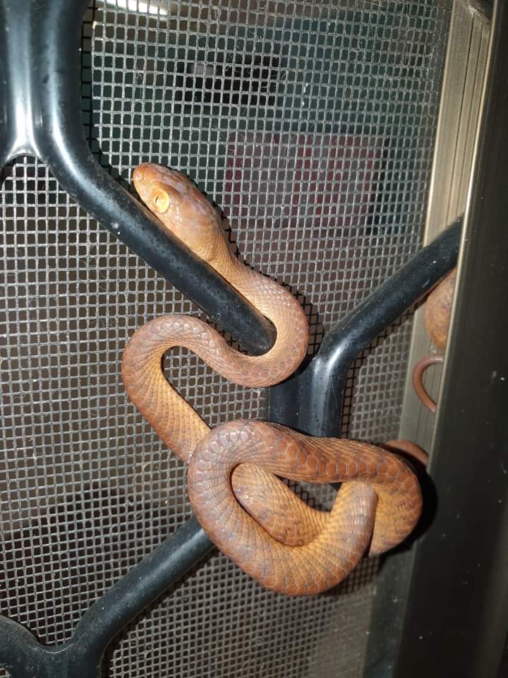 Brown Tree Snake curled on metal door frame