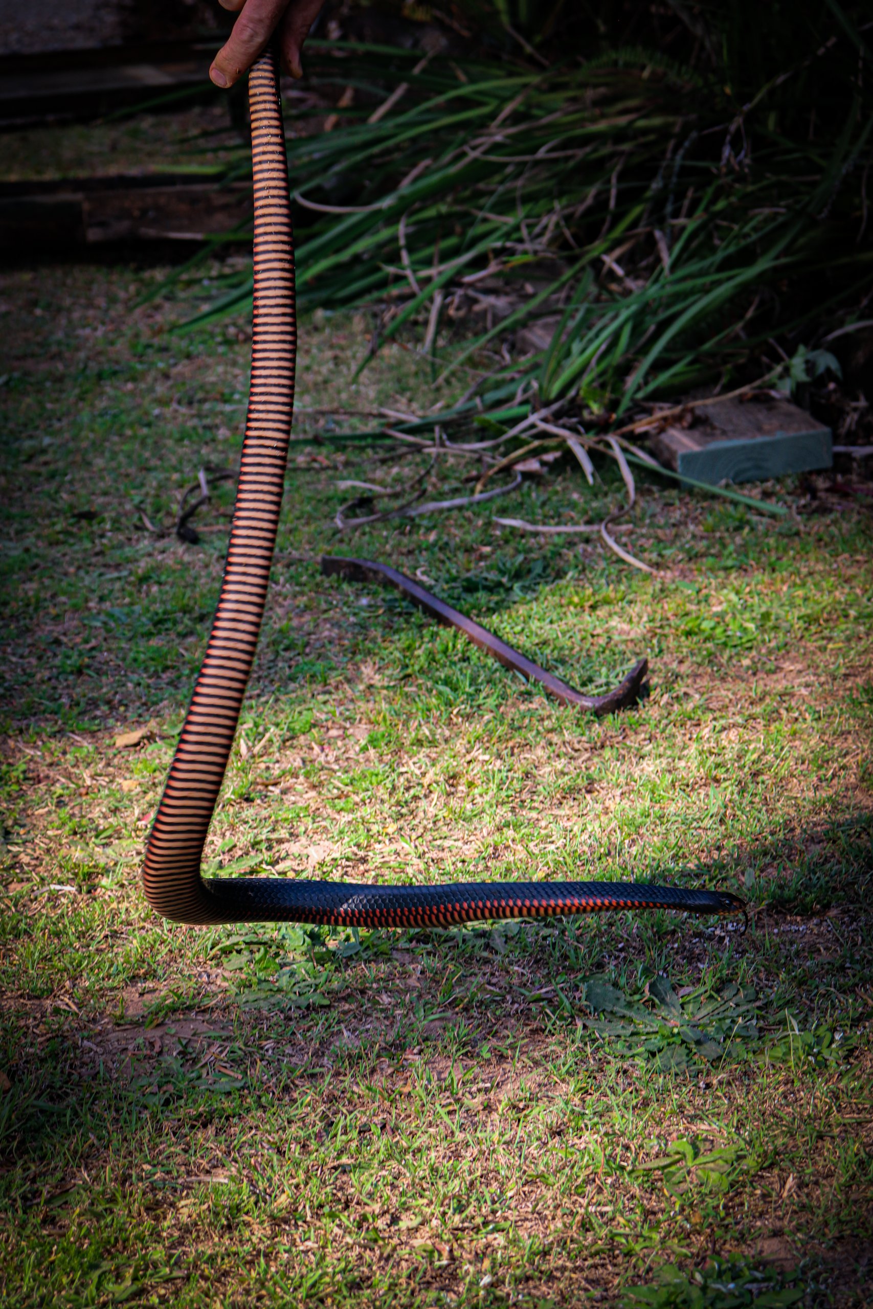 Red Belly Black Snake being held up