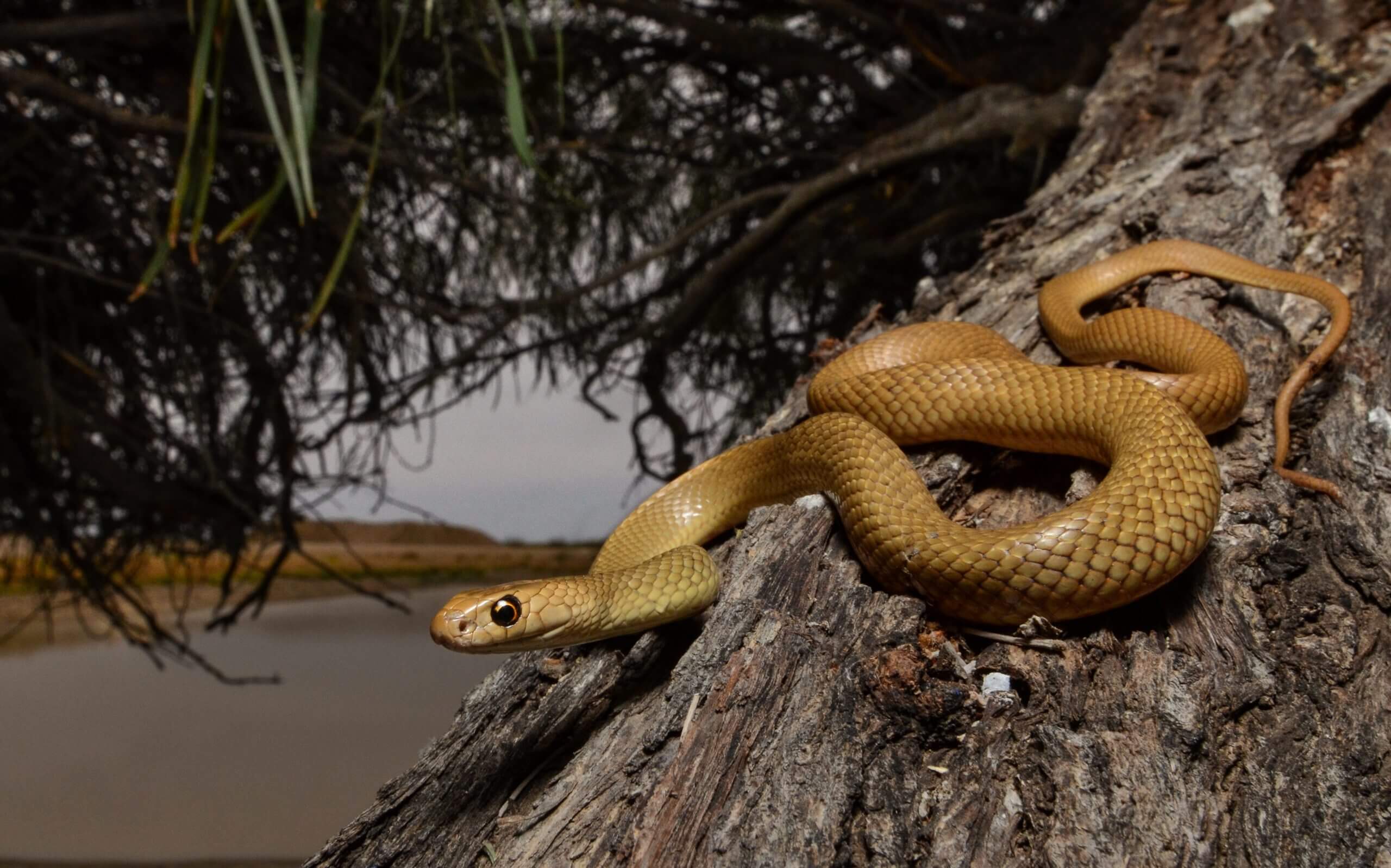 Snake on Tree Trunk by river