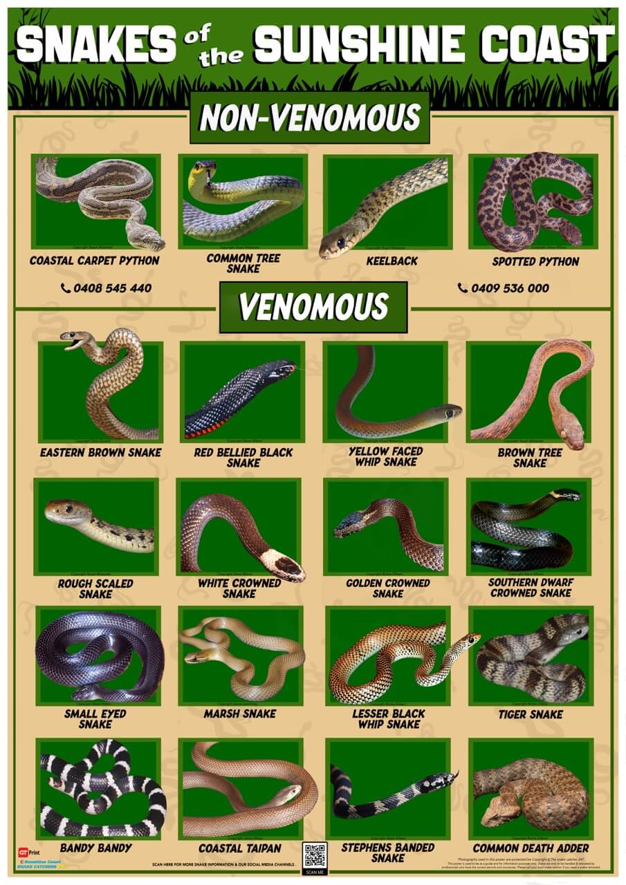 Sunshine Coast Snake Identification Poster Size A2