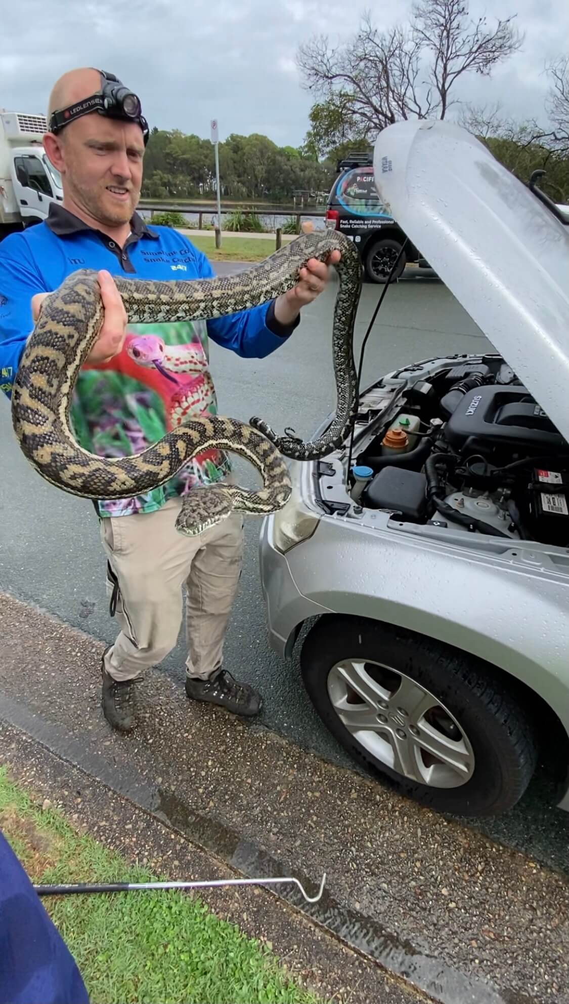 Carpet Python Near Car Bonnet