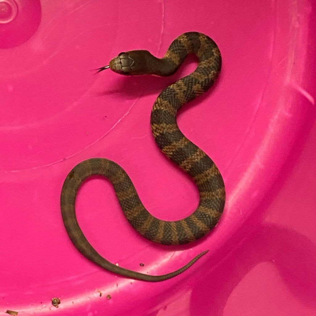 Tiger Snake The Snake Catcher