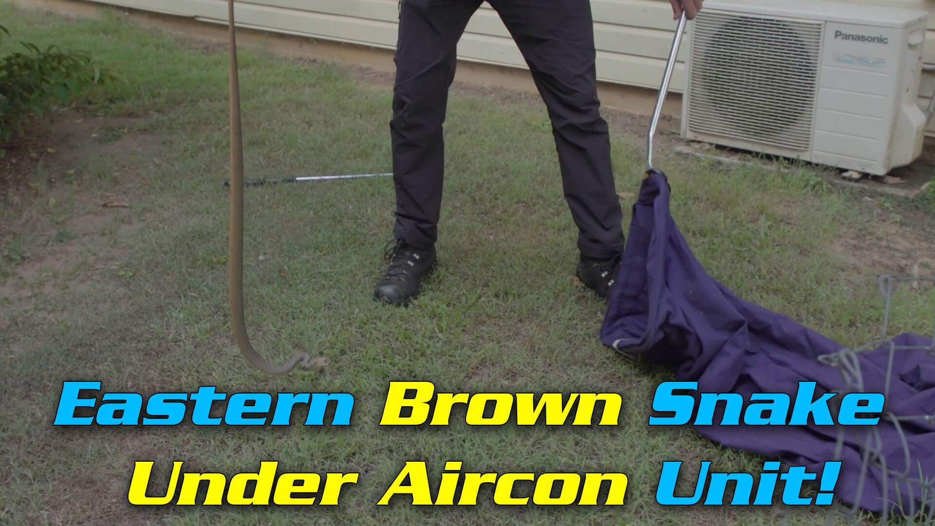 Eastern Brown under Aircon Unit