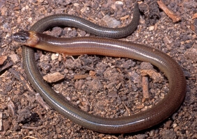 Verreaux's Skink