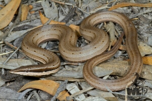 Burton’s Legless-Lizard