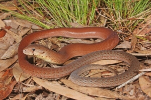 Common Scaly-Foot